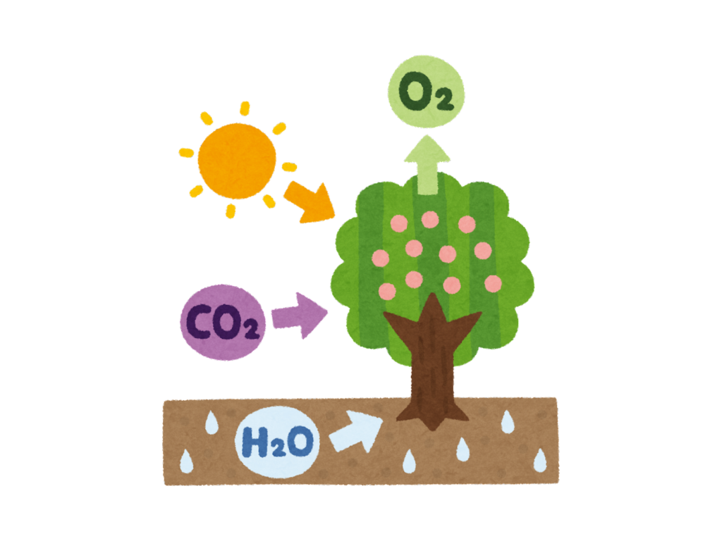 Photosynthesis In Higher Plants