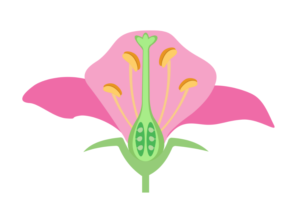 Morphology of Flowering Plants