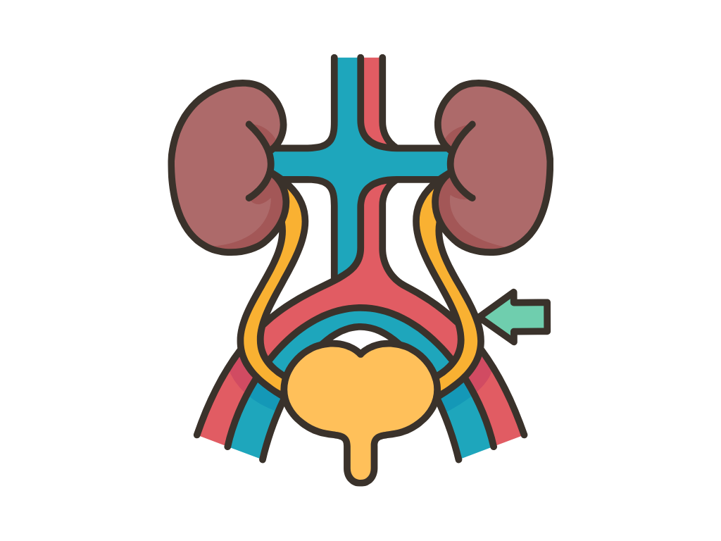  Excretory Products and their Elimination